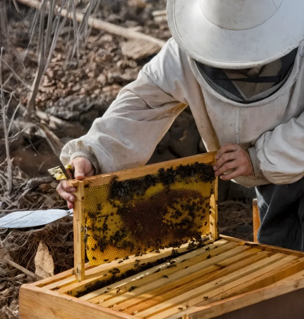 Apicultores en Lanzarote